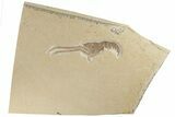 Jurassic, Fossil Lobster (Mecochirus) - Solnhofen Limestone #192771-1